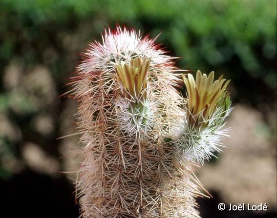 Echinocereus viridiflorus ssp. chloranthus JL84104 El Paso Tx ©JL